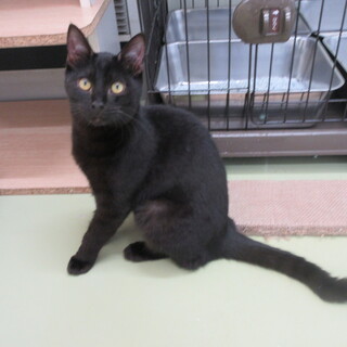 遊び方が激しめな まげくん(2024-CS175)