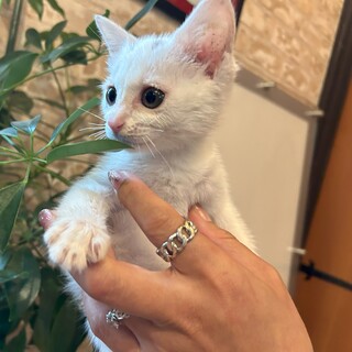 おてんばでおしゃべりな女の子の「シロツメ」