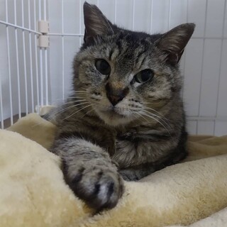 包容力のある大人の桜ちゃんと