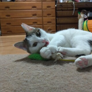 人慣れ抜群！元気な女の子