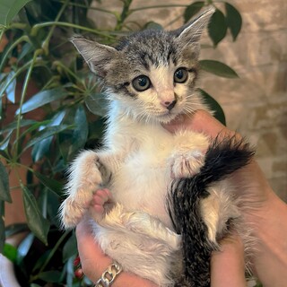 おっとりとしたおとなしい「タンポポ」