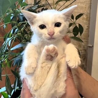 長いしっぽがかっこいいヤンチャな男の子の「ナズナ」