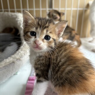 生後1か月くらいの子猫です。