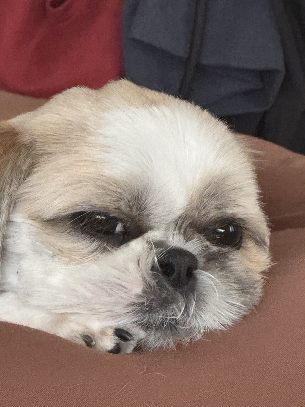 毒チワワ さん :: ペットのおうち【里親決定29万頭！】