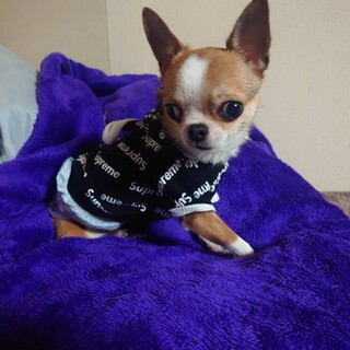 仮名　アクア♂（三重県北部の方限定）