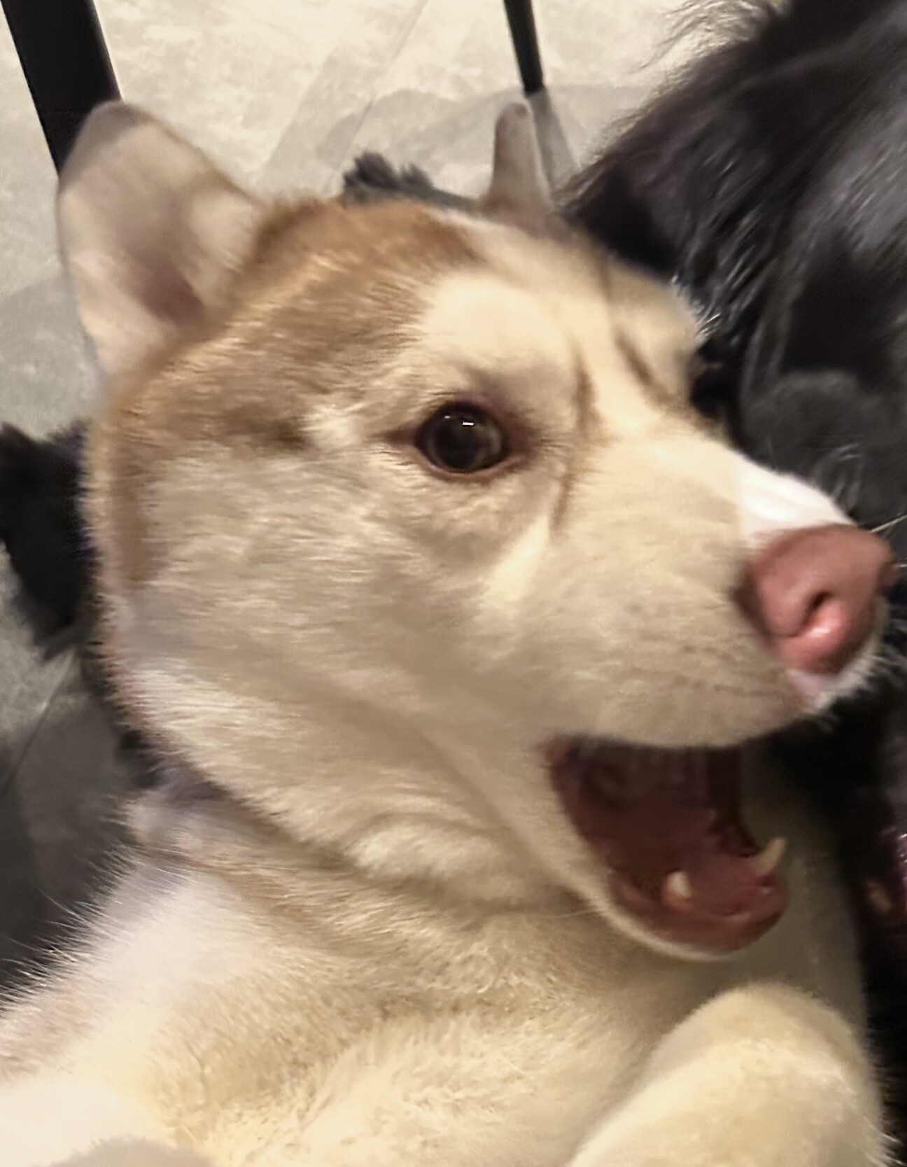 ハスキー 女の子 3歳 募集一時停止 サムネイル1