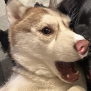 ハスキー 女の子 3歳 募集一時停止