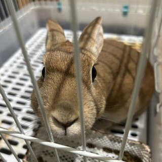 うさぎ　里親募集