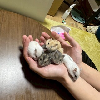 4/29生まれのジャンガリアンハムスター