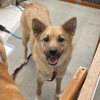 ビビりだけどとっても可愛い女の子はにぃちゃん