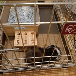 生後1ヶ月半の子猫保護