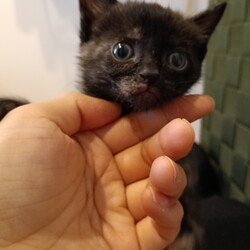 「生後1ヶ月半の子猫保護」サムネイル2