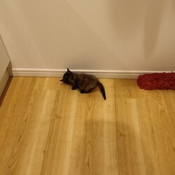 「生後1ヶ月半の子猫保護」サムネイル3