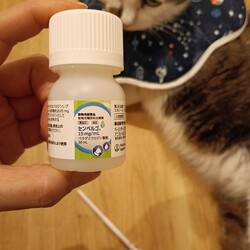 糖尿病新薬！センベルゴ！！