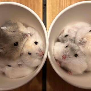 ジャンガリアンハムスターの里親さん募集中です。