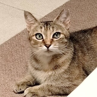 ハンモックLOVEなアビシニアン風の麦わら猫ちゃん