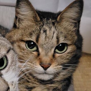 かわい～い顔のキジトラ女の子８才