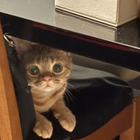 ステラ