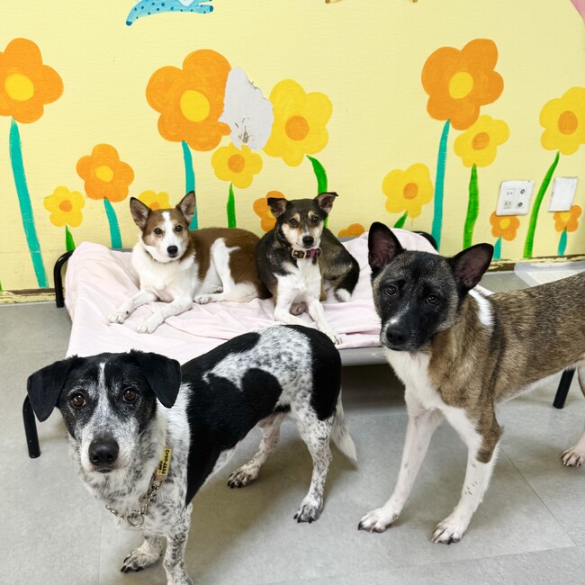 ビセイルアニマルのカバー写真