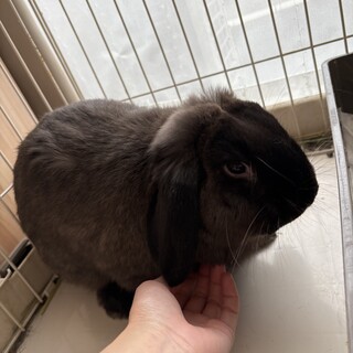 ロップイヤー　1歳の男の子　交渉中！