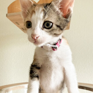 とても活発で食いしん坊❤️あんず