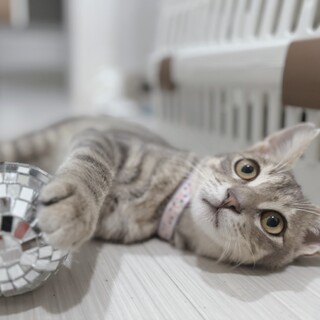 美形すぎるツンデレ王子☆