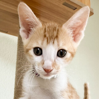 募集停止元気いっぱいの甘えん坊★チャム