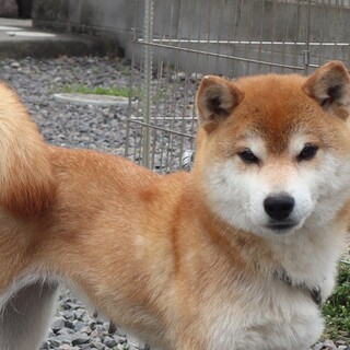 とっても優しい人懐こい美人さんです