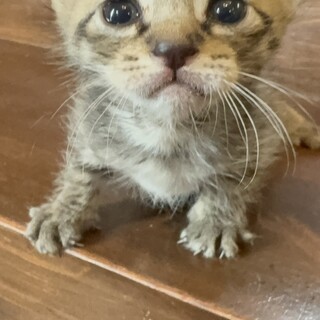 甘えん坊な『あられ』ちゃん