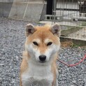 大人しい犬です。