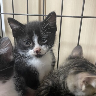 可愛い男の子です♪