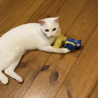 一緒に遊べる大人しい白猫ちゃん