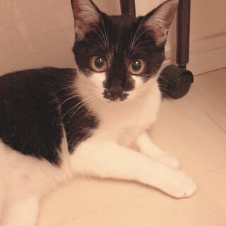 アレルギーになり急募】雑種黒白女の子甘えん坊4歳