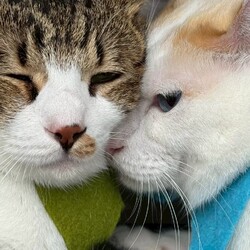 teamしっぽ譲渡会☆大阪府茨木市 サムネイル2