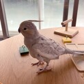 手乗りオカメインコの女の子です