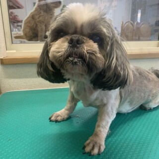 当店のモデル犬です。出産も３回しました。女の子7歳