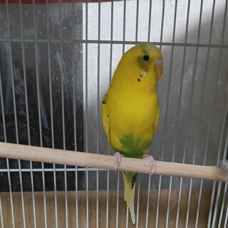 セキセイインコ 7歳くらい  ♂