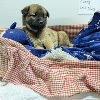 野犬の子犬生後1ヶ月のアラレくん