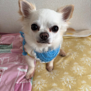 甘えん坊で撫でてもらうのが大好きなヒカル君