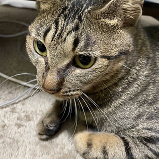 甘えん坊キジトラメス2歳