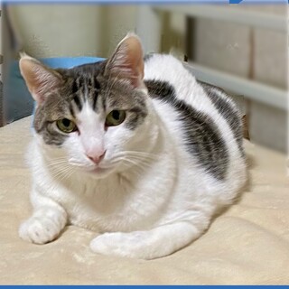 大きな甘えん坊猫ナッツの家族になってください♪