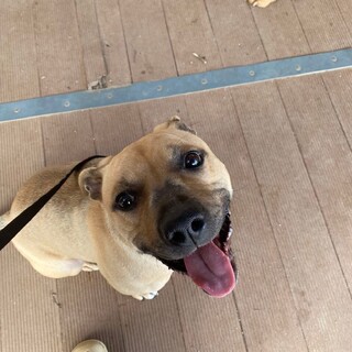 陽気で元気な甘えたさん