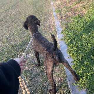 黒色トイプードルのオス 大人しい性格です。