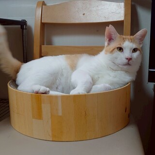 大きな茶白はいかが？とっても優しいナビィ君