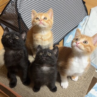子猫の里親を募集しています。
