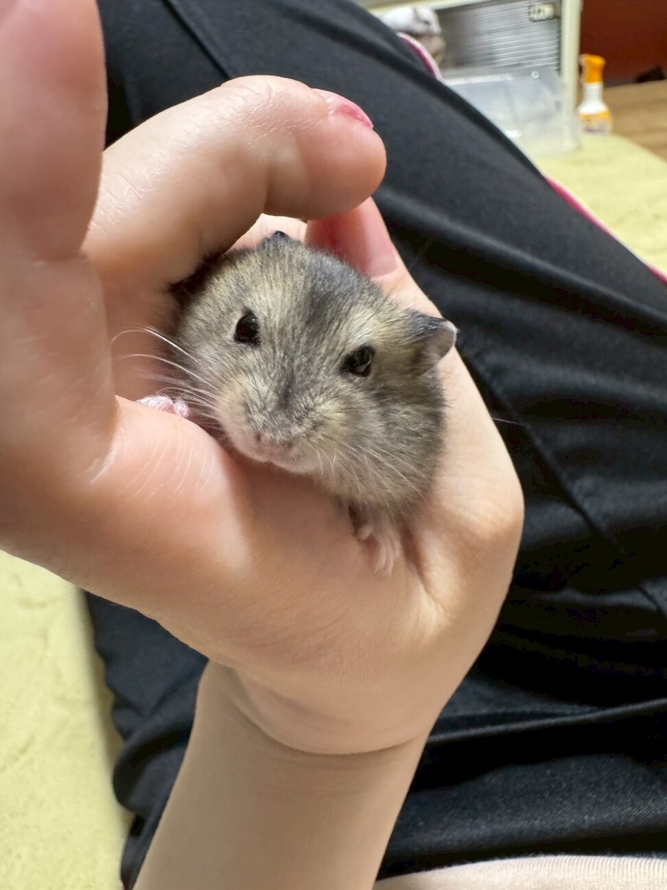 小動物の処方集 CD未開封 BSAVA小動物の処方集｜書籍・模型・セミナー｜動物医療関係者の