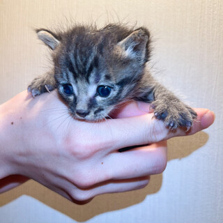 キジトラ生後約2週間