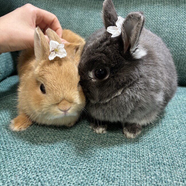 えぬもふのカバー写真