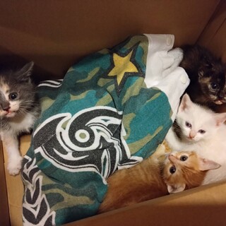 【美猫】子猫たちの里親を募集中です！