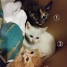 【美猫】子猫たちの里親を募集中です！ サムネイル2
